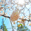 sakura