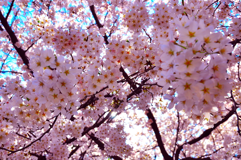 sakura