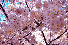 sakura