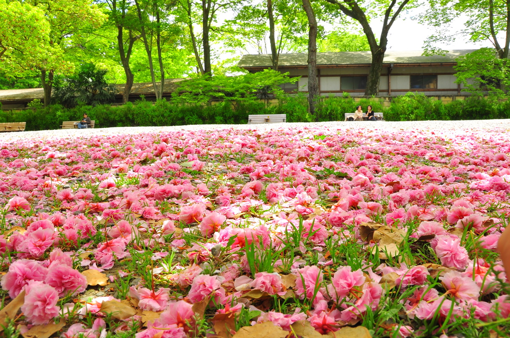 sakura