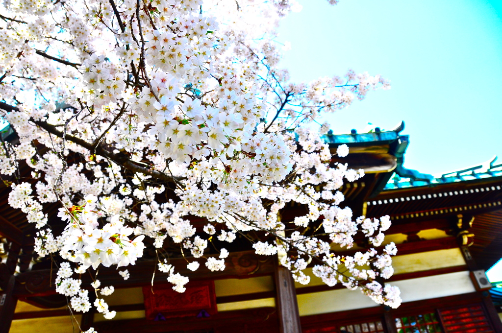 sakura