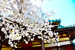sakura