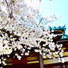 sakura