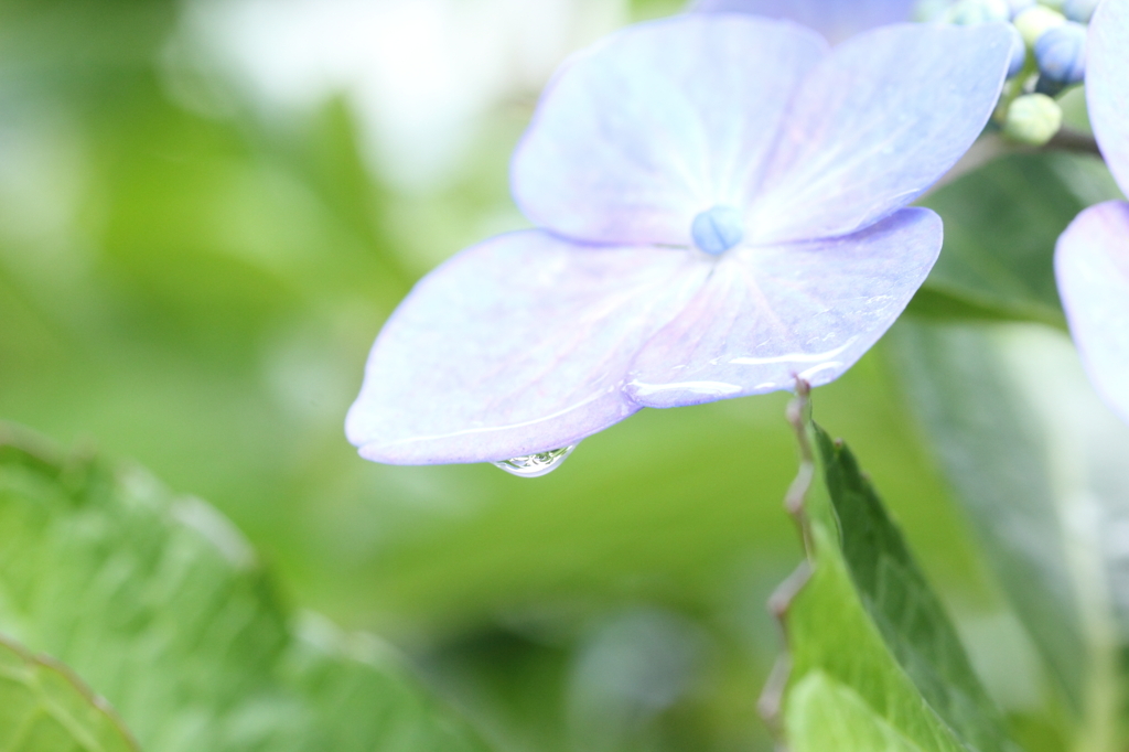 今日も雨