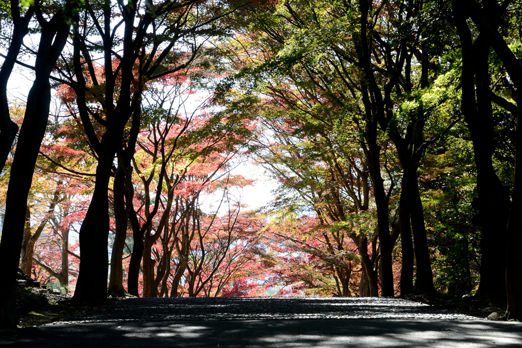 秋の通り道