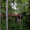 竹林にある赤い橋