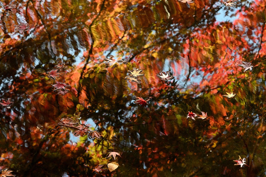 揺らぐ水面