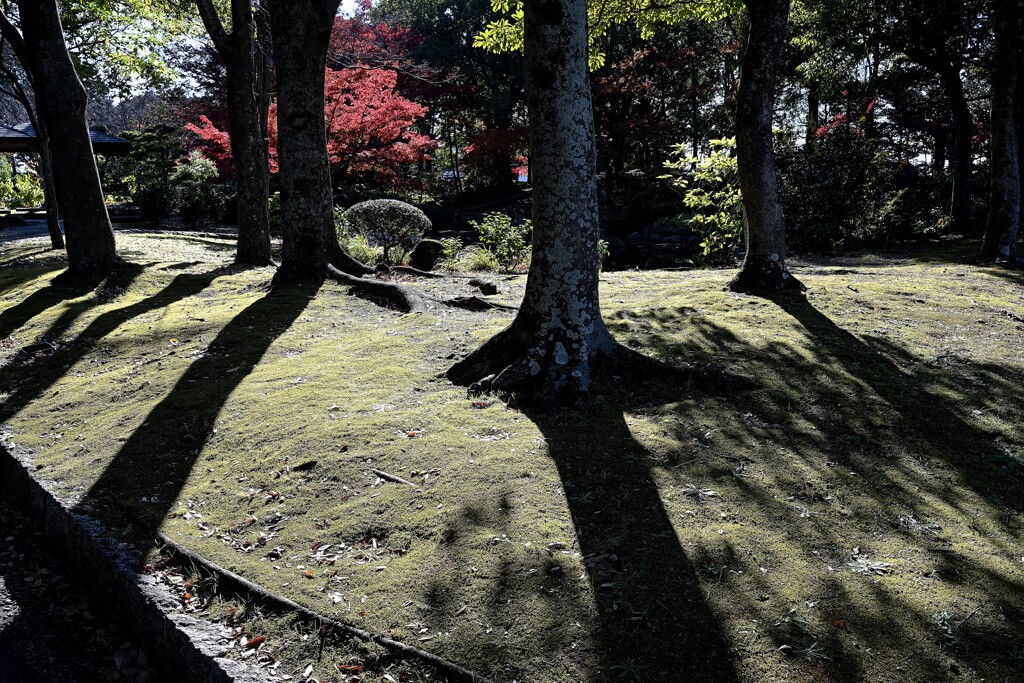 影と紅葉
