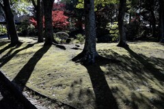 影と紅葉