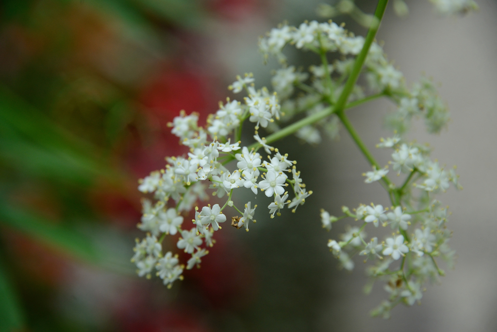 梅雨の花