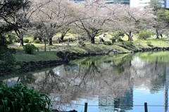 芝離宮の桜