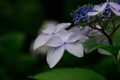 薄青紫陽花