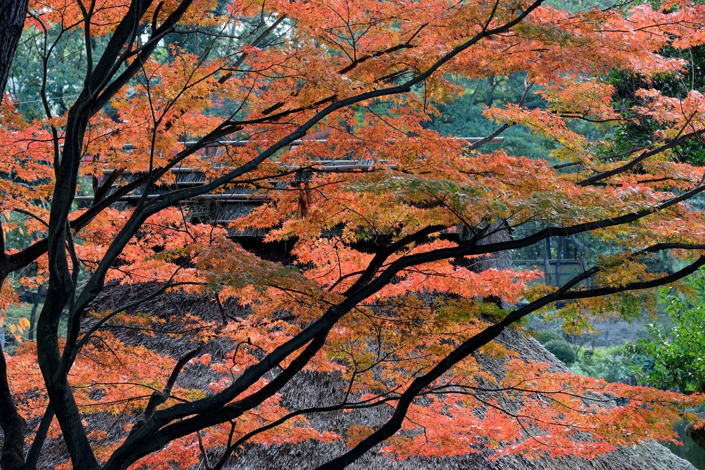 茅葺屋根と