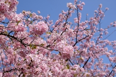 桜・桜・空