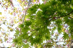 桜の次の季節