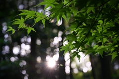 竹林からの光
