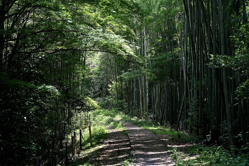 廃線跡を歩く