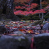 落紅葉