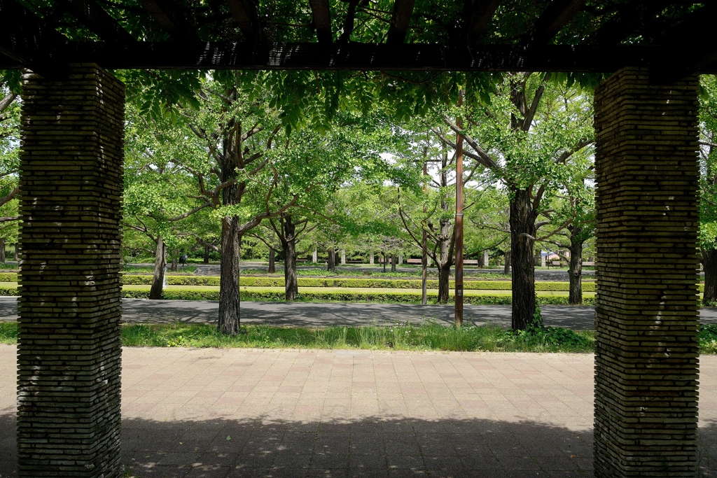 藤棚越し