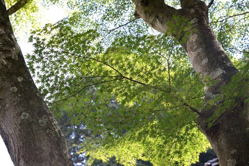 幹の間に