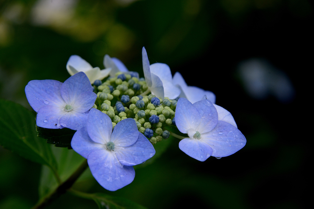青紫陽花