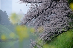 菜花如蝶