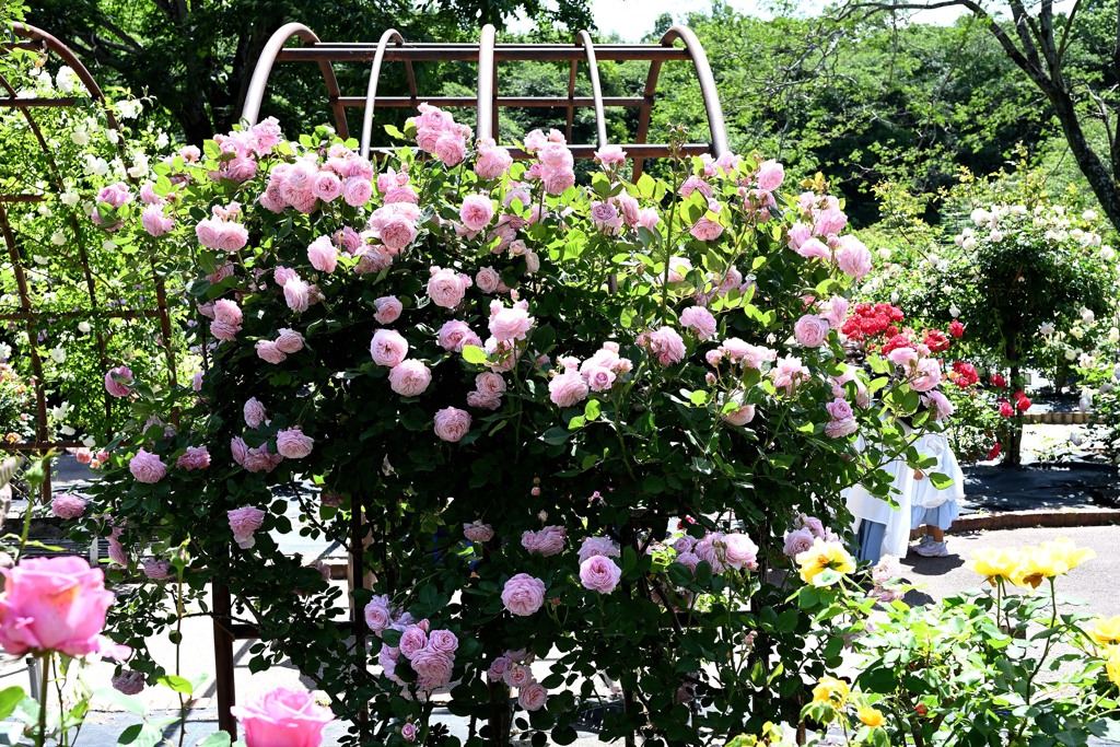薔薇の向こうに