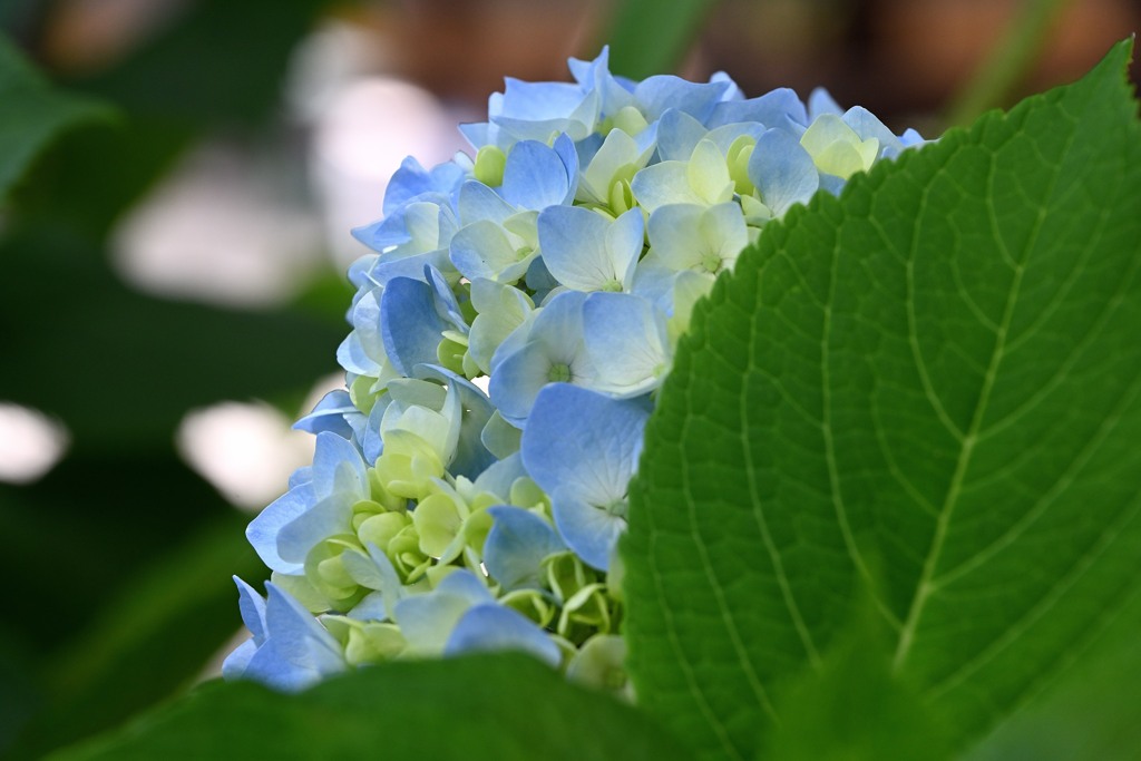 アジサイの花