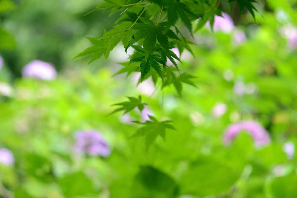 紫陽花背景