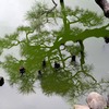 松の木が映る池