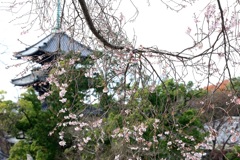 冬へ向かう