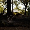 鹿がいる