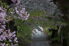 桜参道