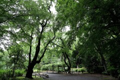 小雨の庭園