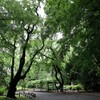 小雨の庭園