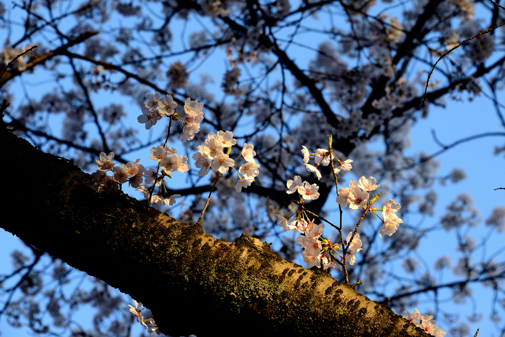 春の日の始まり