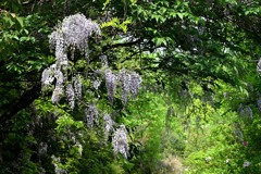 藤の花