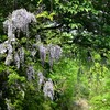藤の花