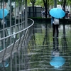 Four Blue Umbrellas