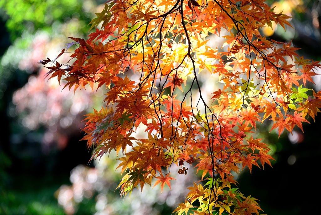 autumn ring