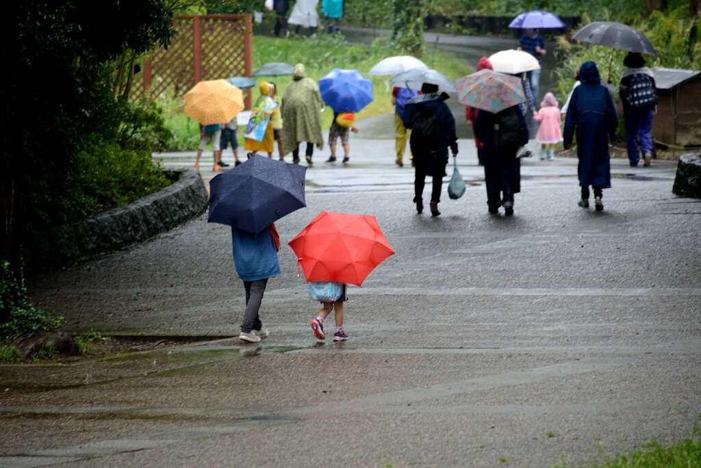 傘が歩いている