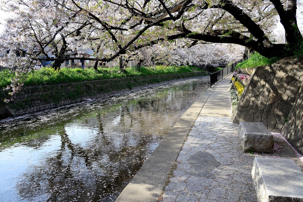 桜の川辺