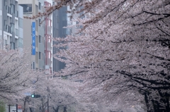 靖国通りの桜