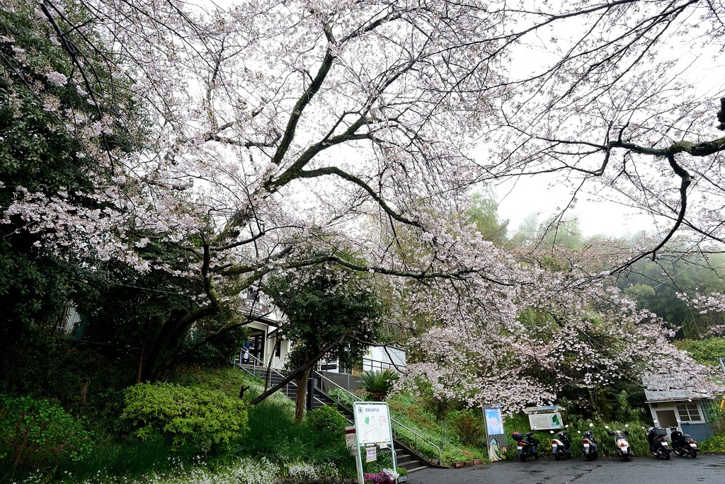 桜がある駅