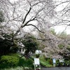 桜がある駅