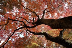 枝伸びる紅葉
