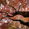枝伸びる紅葉