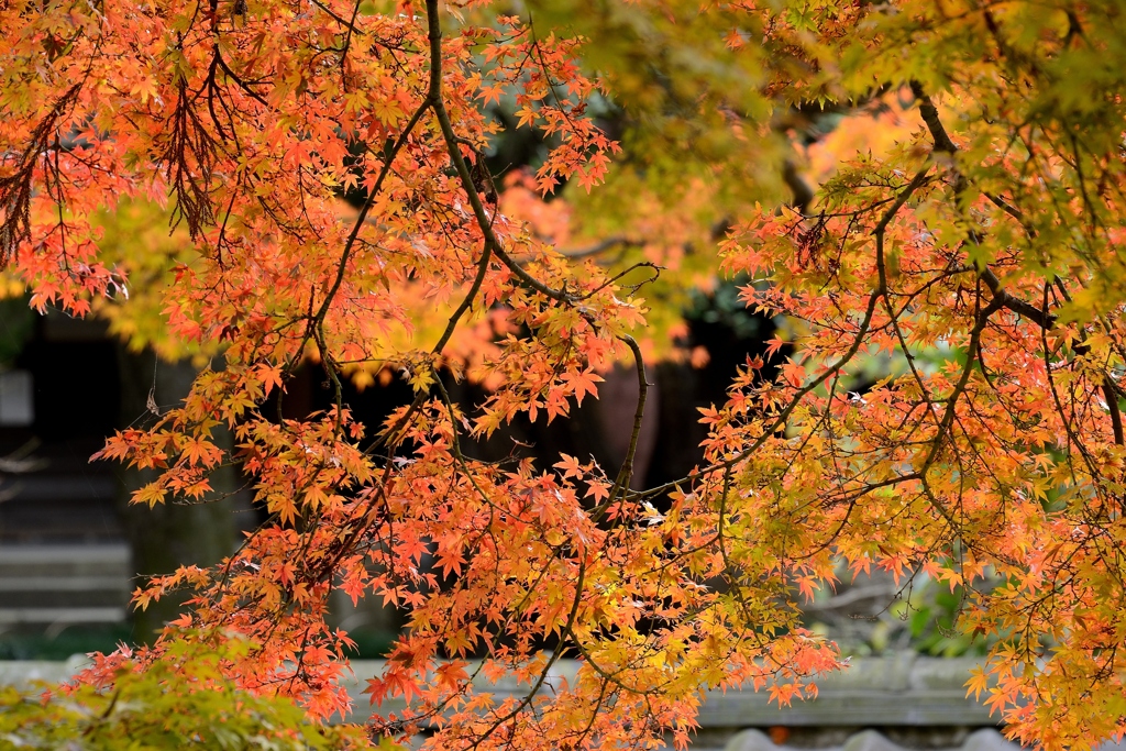 紅葉暖簾