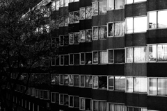 Windows and a tree