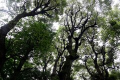 三樹神立つ